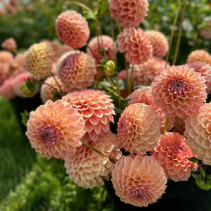 Bucket of Dahlias